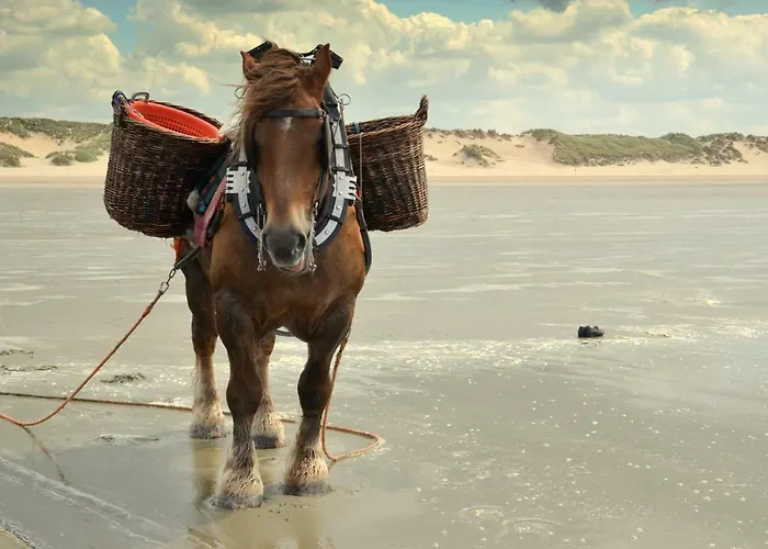 Boutique 'hof Ter Duinen' 东代恩凯尔克